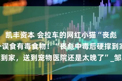 凯丰资本 会拉车的网红小猫“丧彪”去世，因在野外误食有毒食物！“丧彪中毒后硬撑到家，送到宠物医院还是太晚了”_邹建宾_金官_媒体